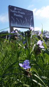 SWCD boulevard prairie planting.