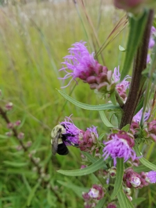 Bumble bee on rough blazing star.