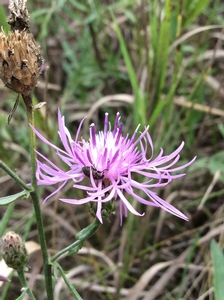 Spotted Knapweed, noxious weed.