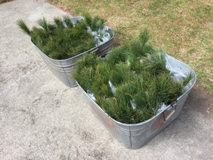 Seedlings for students at conservation days.